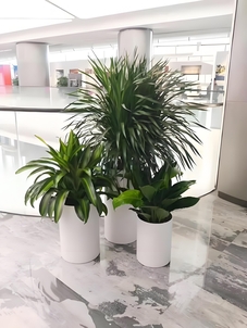 慈溪盆景租摆设计，开启绿植装饰新体验